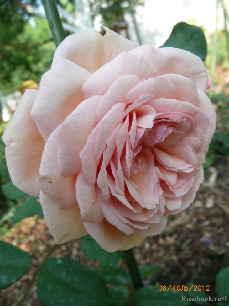 A Shropshire Lad