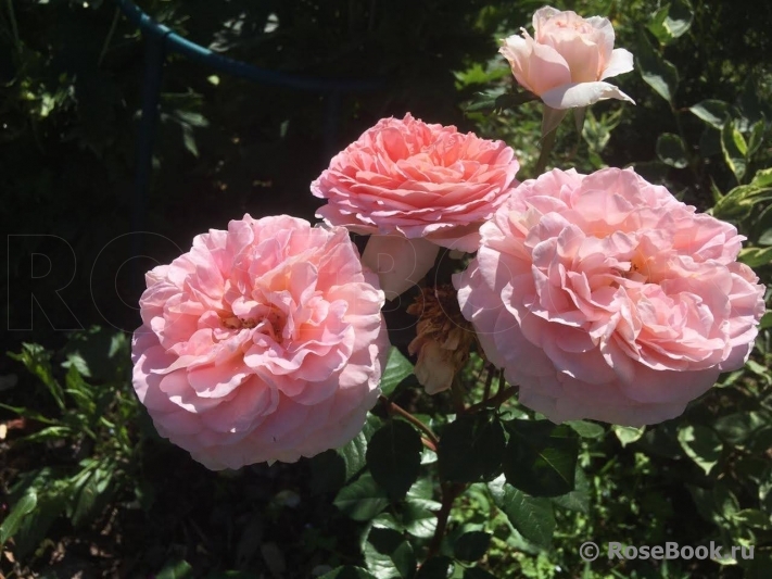 Abraham Darby