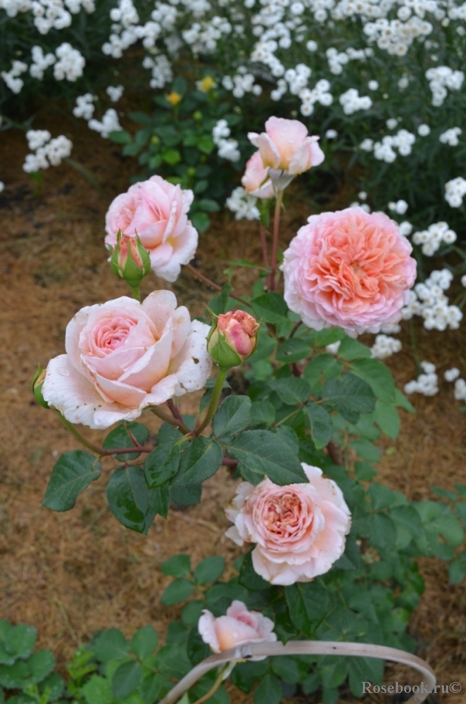 Abraham Darby