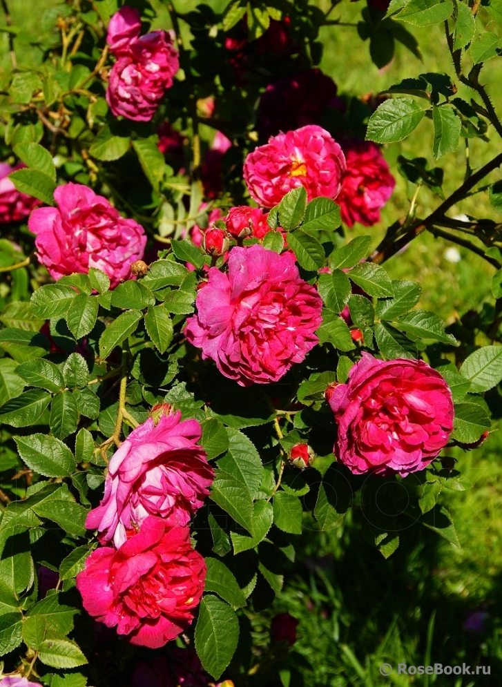 Rosa gallica 'Officinalis'