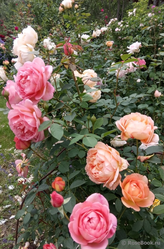 Pink Lady of Shalott