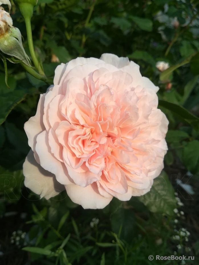 Rose de Tolbiac ®