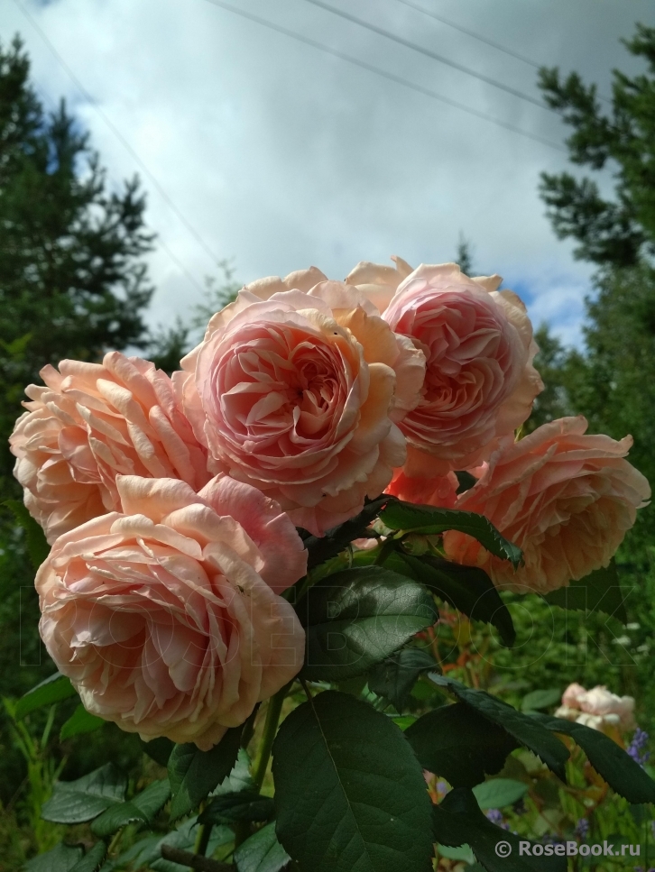 A Shropshire Lad