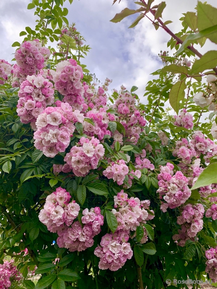 Apple Blossom 