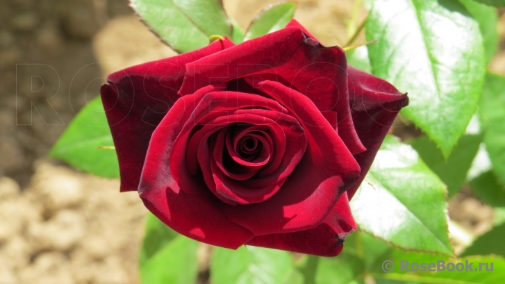 Black Baccara