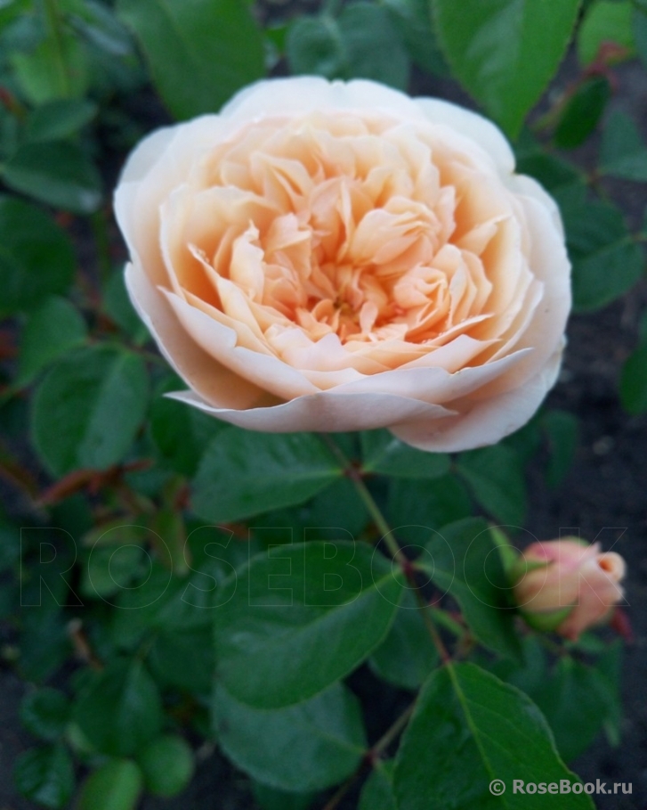 Crown Princess Margareta®