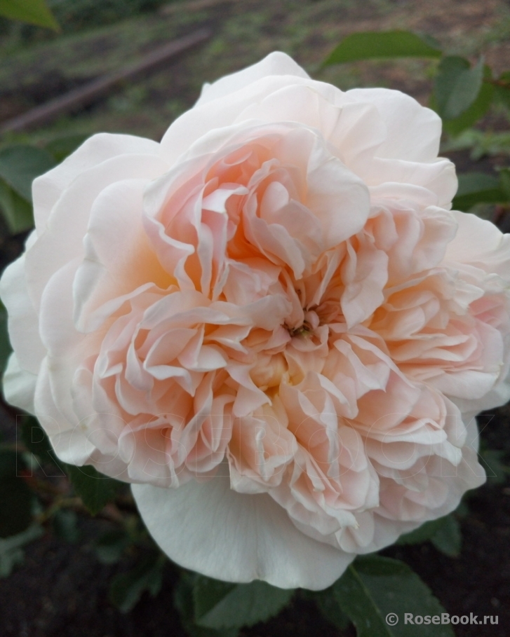 Crown Princess Margareta®