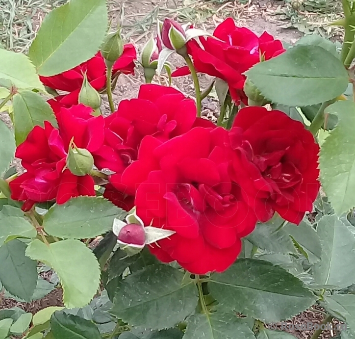 Coeurs de Vendee