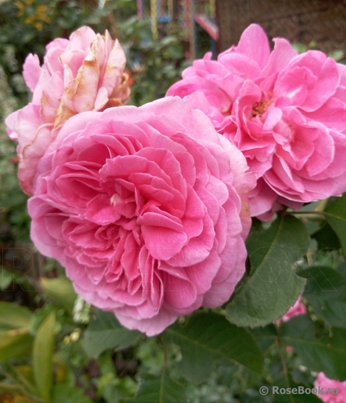 Gertrude Jekyll