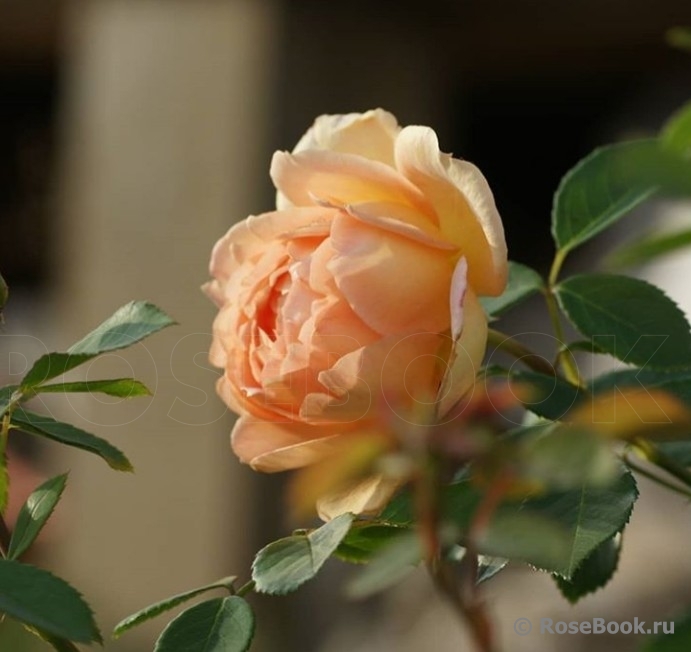 Lady of Shalott 