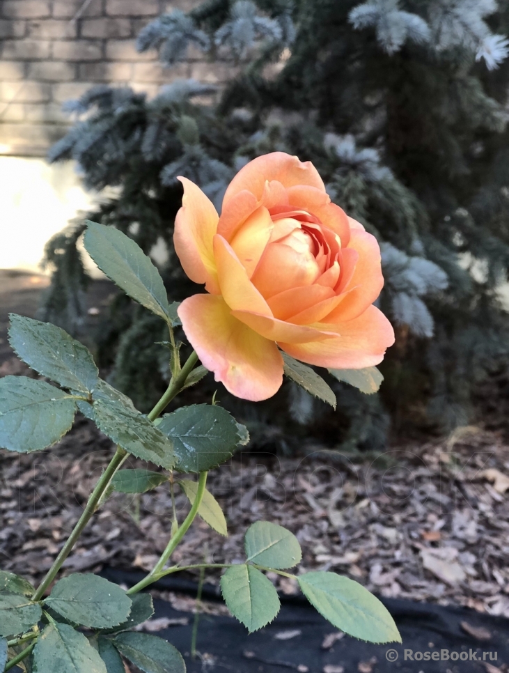 Lady of Shalott 