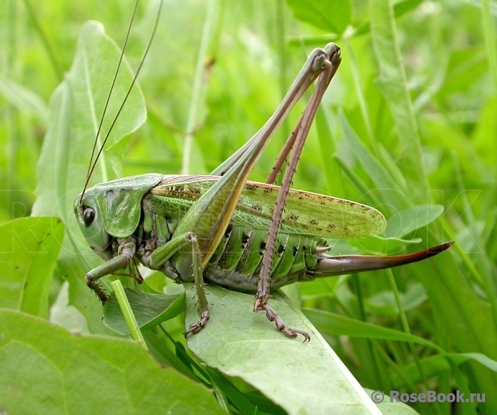 Кузнечики