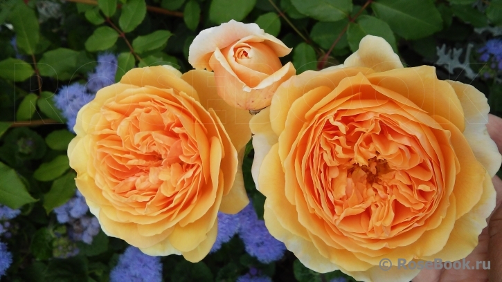 Crown Princess Margareta®