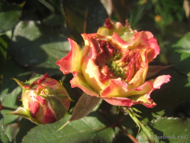 Jardins a Fleur D`eau