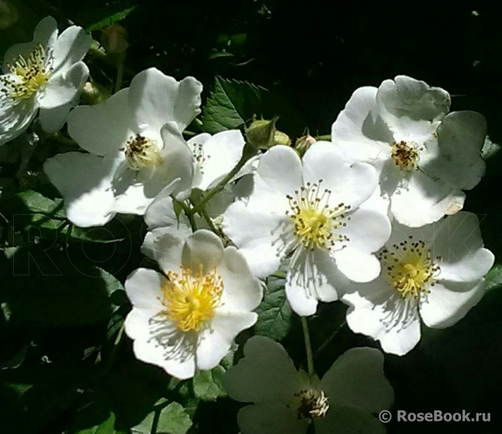 Rosa multiflora