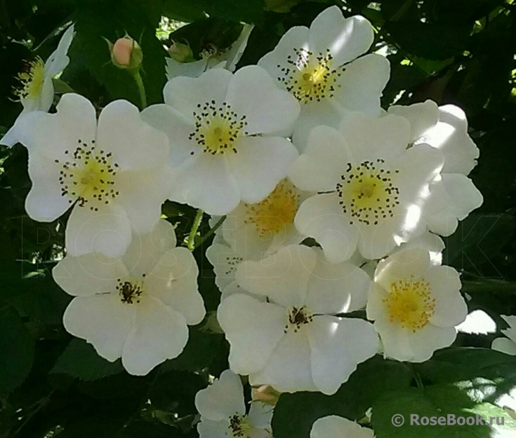 Rosa multiflora