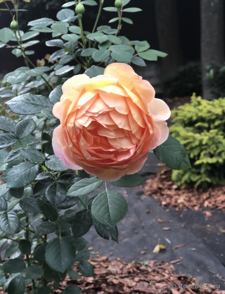 Lady of Shalott 