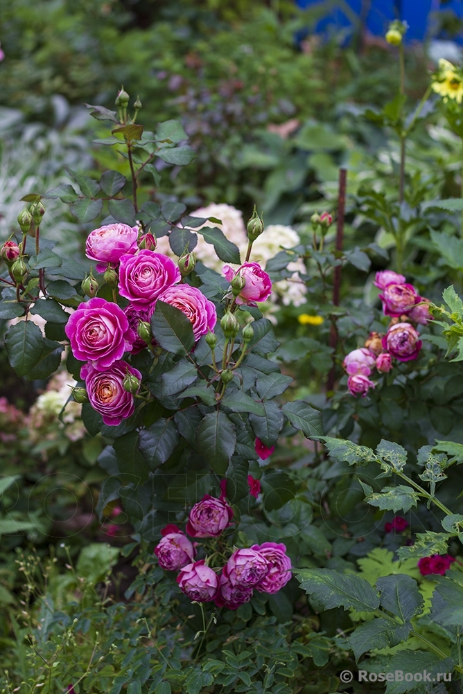 Centenaire de l'Haÿ-les-roses ®