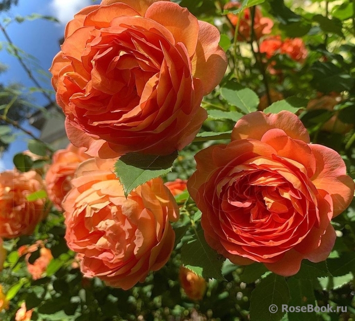 Lady of Shalott 