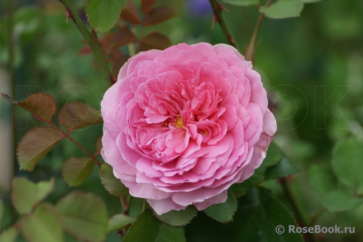 Princess Alexandra of Kent 