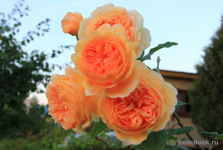 Crown Princess Margareta®