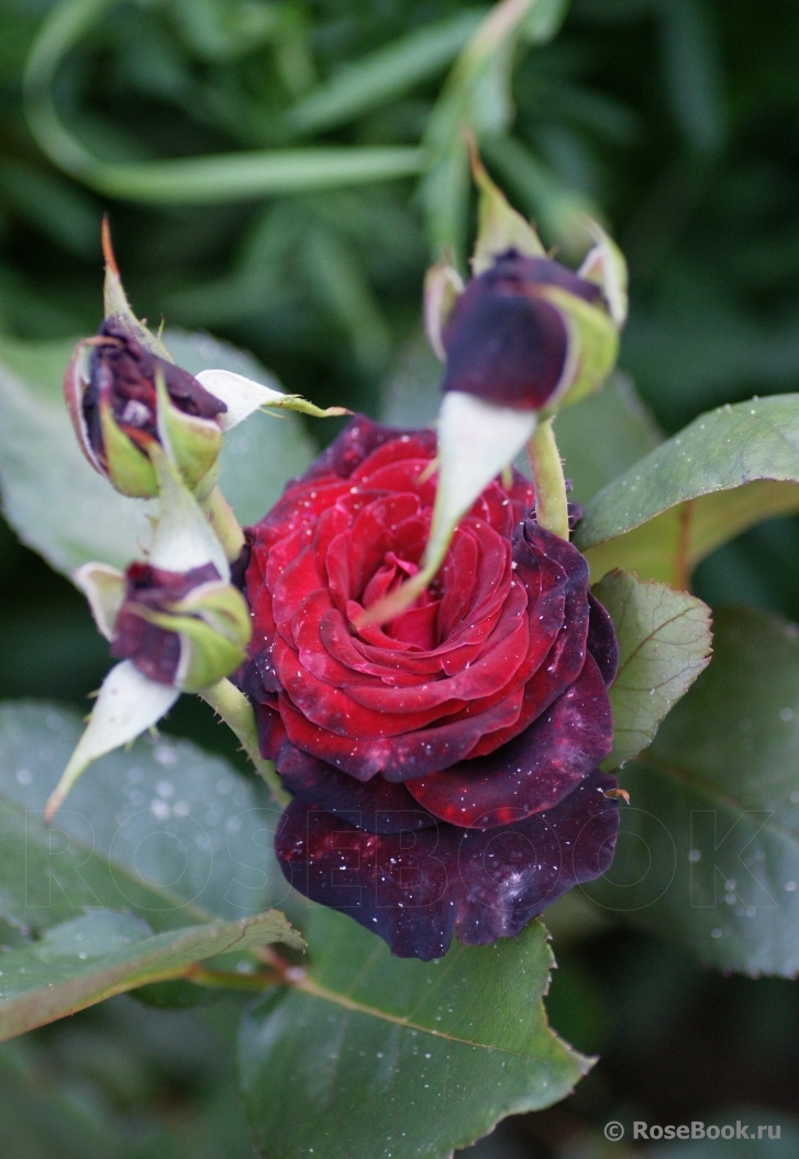 Black Baccara