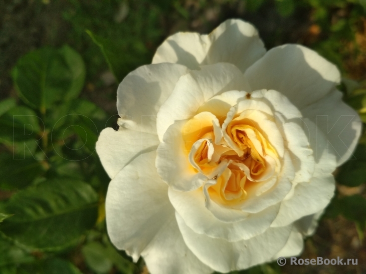 Crocus Rose® 