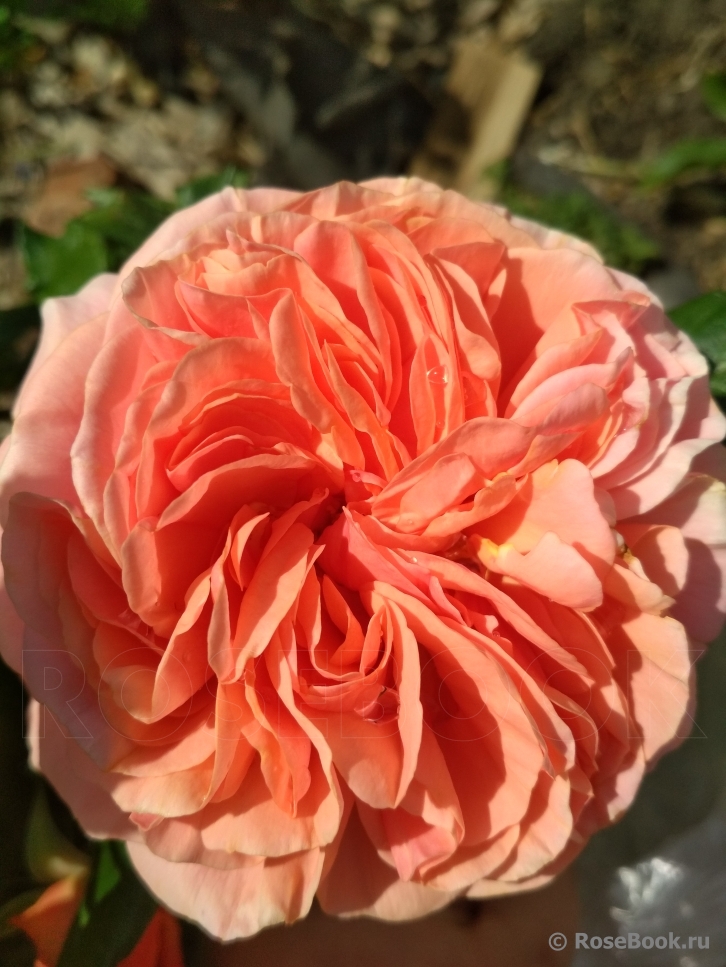 Abraham Darby