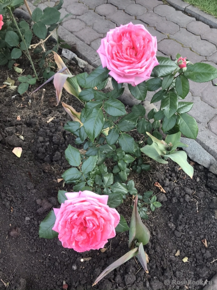 La Rose de Molinard ®