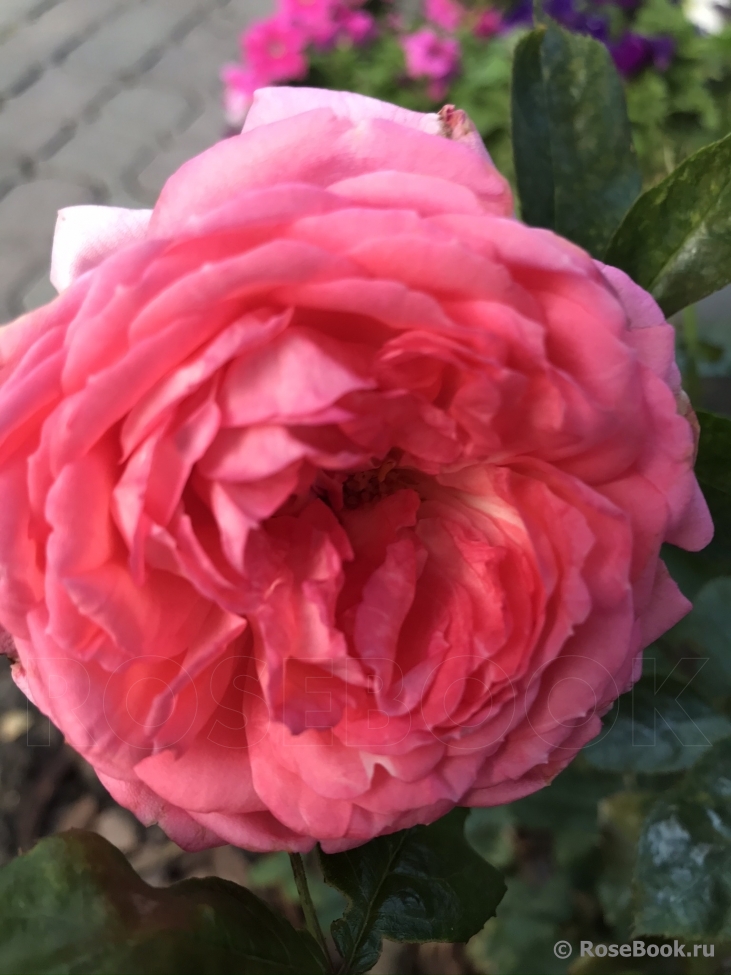 La Rose de Molinard ®