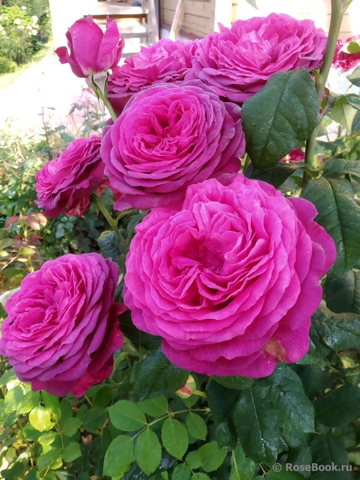 Johann Wolfgang von Goethe Rose®