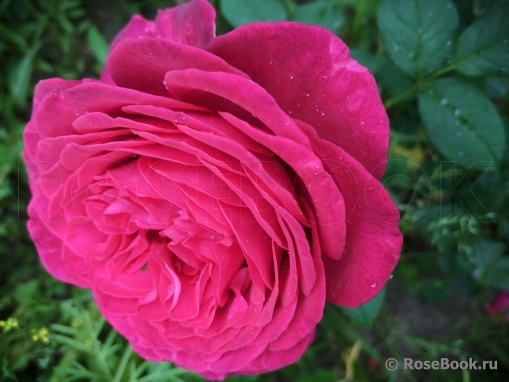 Johann Wolfgang von Goethe Rose®