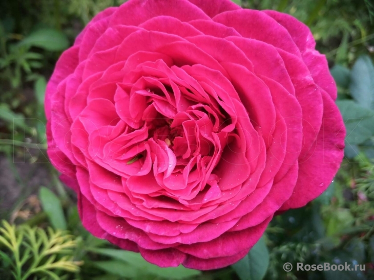 Johann Wolfgang von Goethe Rose®