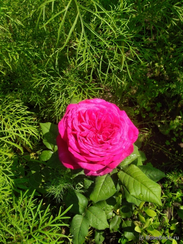 Johann Wolfgang von Goethe Rose®