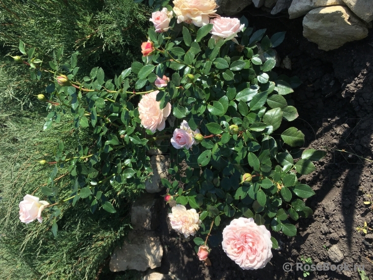 Garden of Roses 