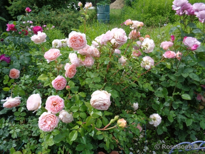 Abraham Darby