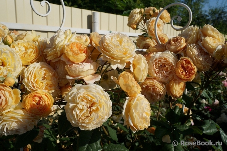 Crown Princess Margareta®