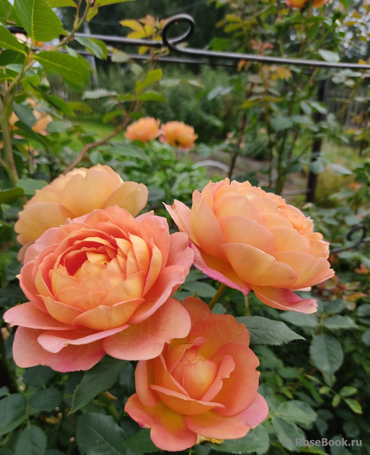 Lady of Shalott 