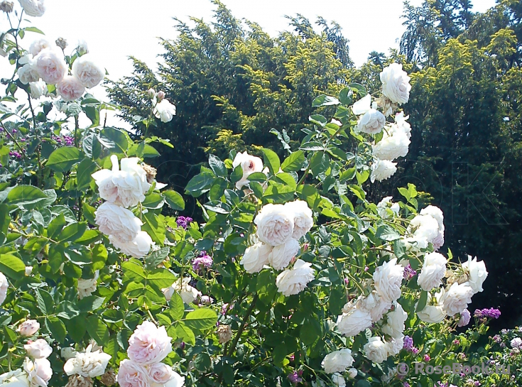 Belle De Terre Franche