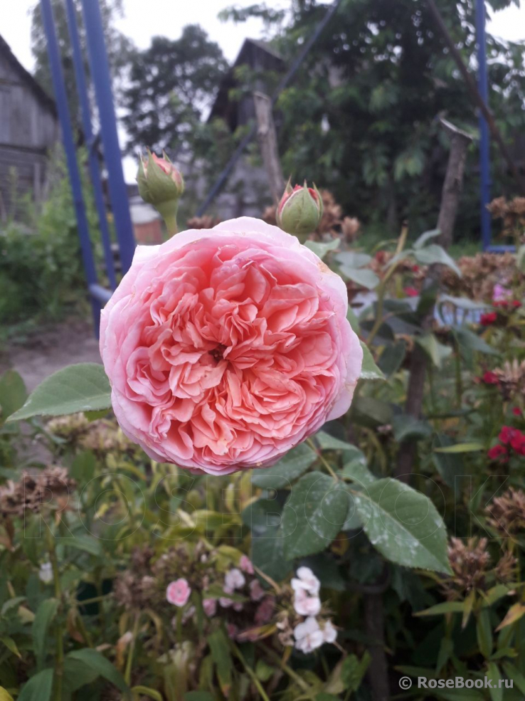 Abraham Darby