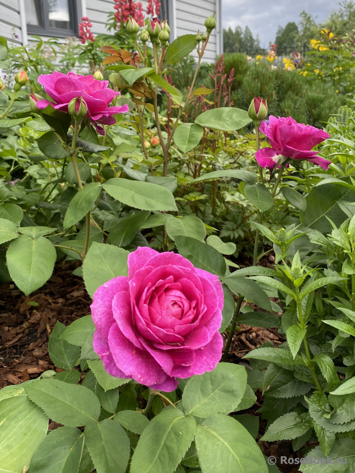 Heidi Klum Rose