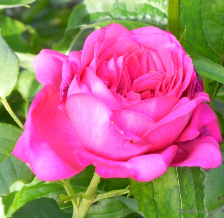 Johann Wolfgang von Goethe Rose®