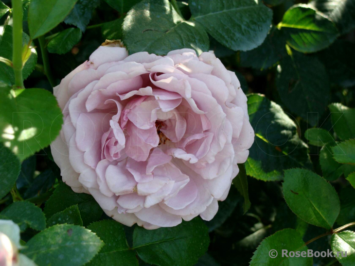 La Rose du Petit Prince