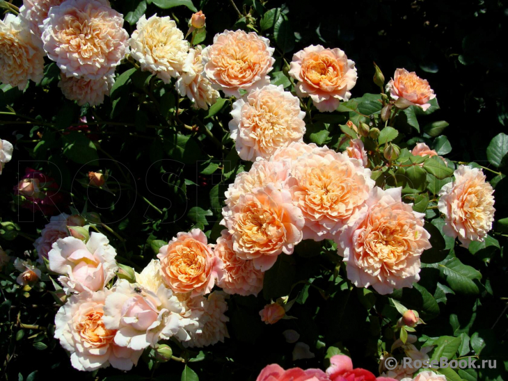 Festival des Jardins de Chaumont