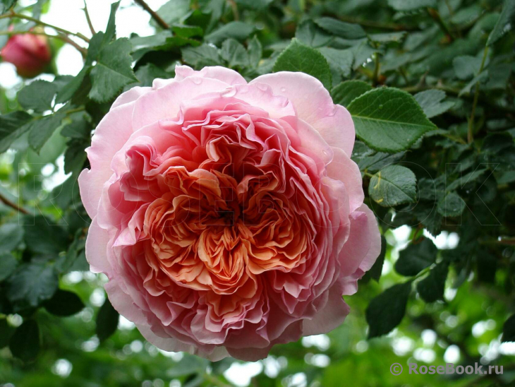 Abraham Darby