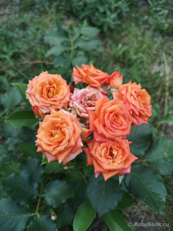 Orange Babyflor 