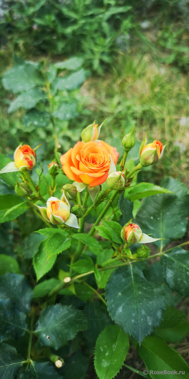 Orange Babyflor 