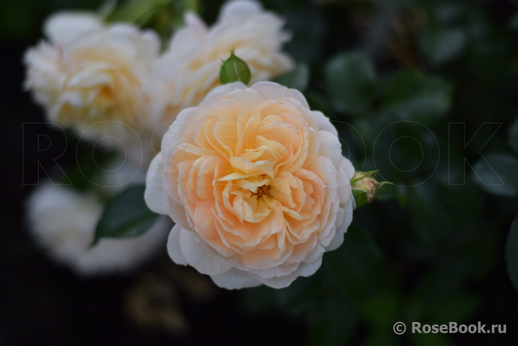 Jardins de l’Essonne 