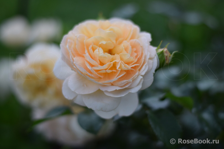 Jardins de l’Essonne 