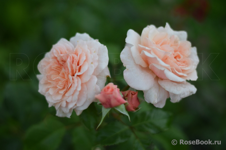 Rose de Tolbiac ®